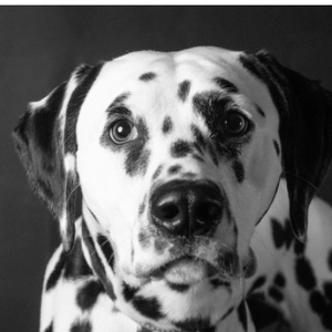 Fundraising Page: Caleb Gant